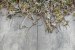 GeoCeramica® Timber Grigio 40x80x4cm